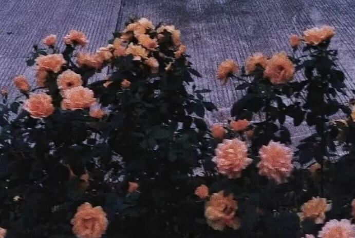 有哲理又扎心的句子文案