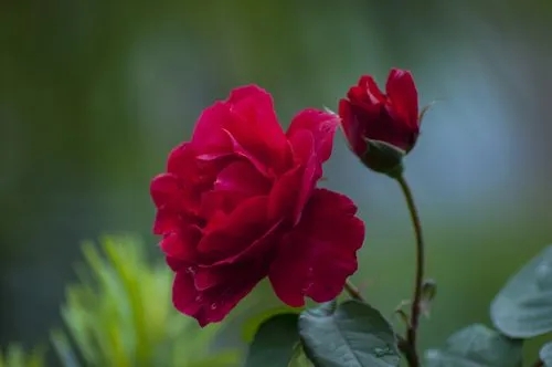 晒自己养花的句子文案