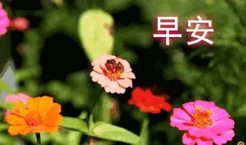 中国最漂亮早安问候语