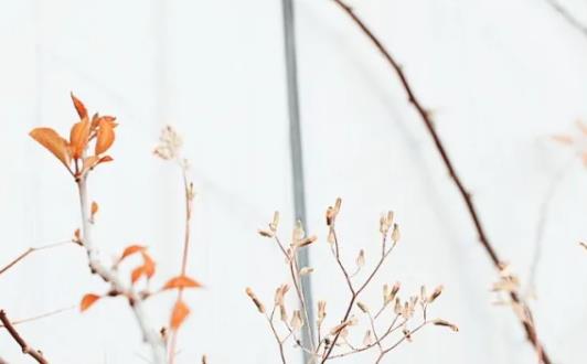 30句优美语句文案