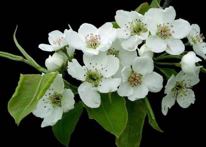 梨花颂的感慨说说文案