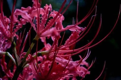 每天给自己一个励志的句子文案