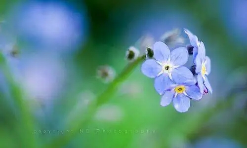 带有清欢的优美句子文案