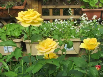 种菜的心情说说文案