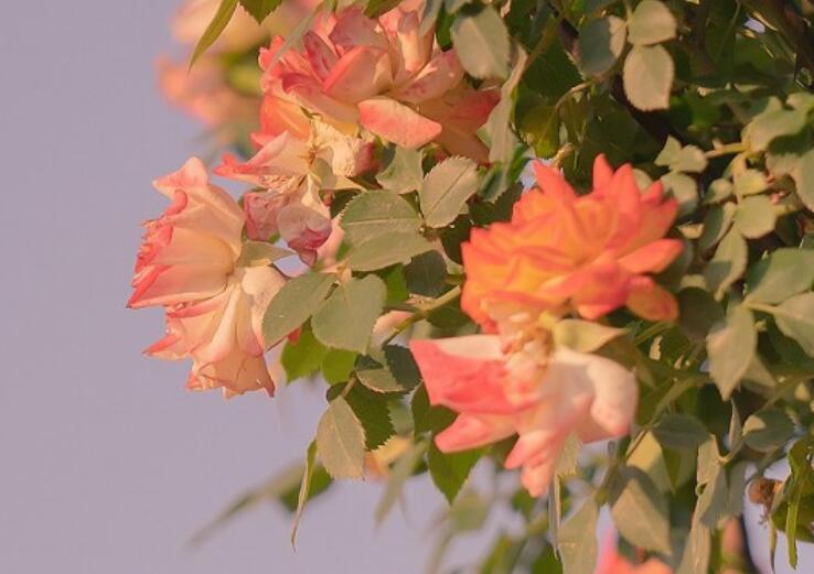 一个爱花的女人说说文案