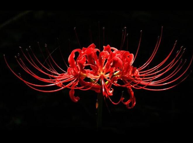 彼岸的唯美句子文案