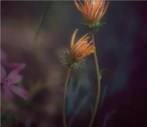 女儿对妈妈失望的说说文案