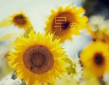 微商早安心语励志配图