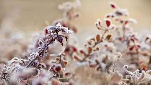 形容霜的句子文案唯美