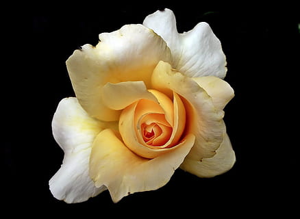 感恩情侣相遇的唯美句子文案