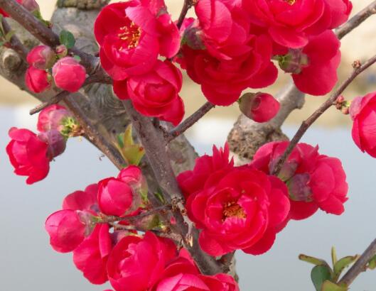 适合养生的早安问候语