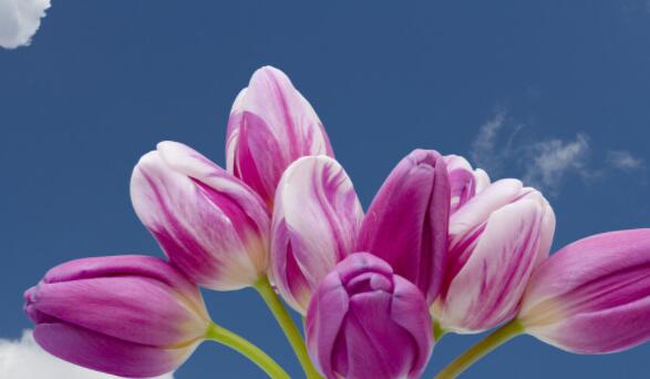 形容春天谈恋爱的句子文案