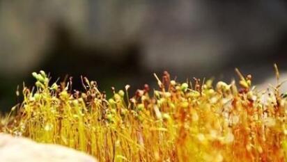 散文每句美文摘抄