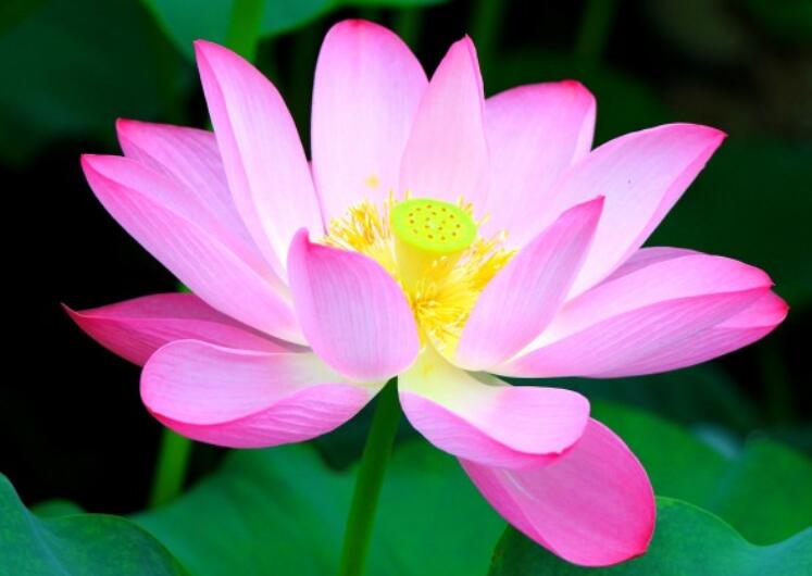 美丽造句一年级