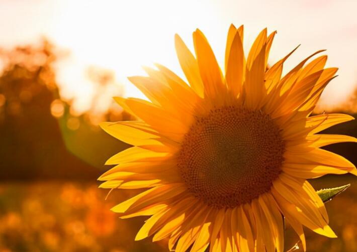 一个人的的伤痛的句子文案