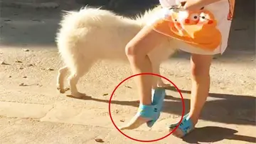 人不如狗的经典句子文案