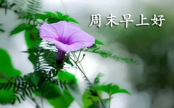 周末愉快短句问候