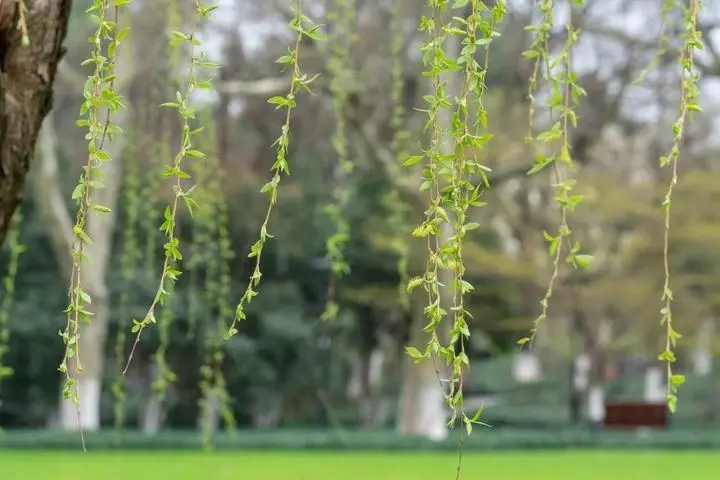 描写柳树的优美段落