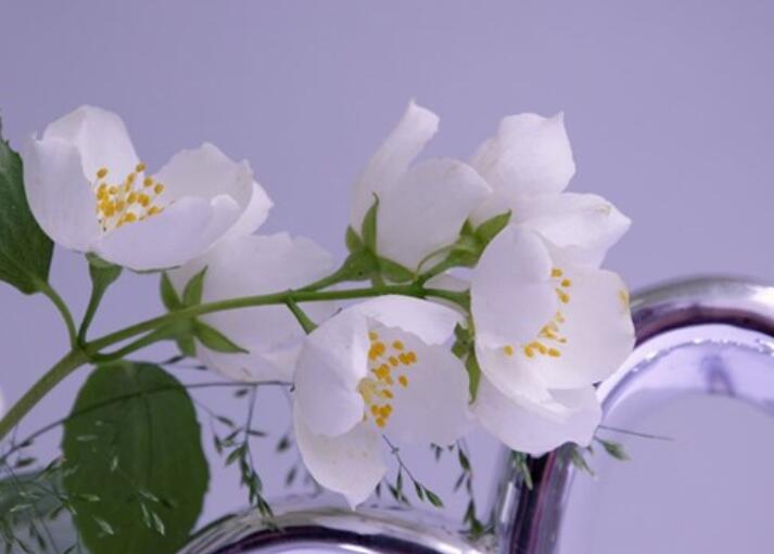 早上祝福经典短句