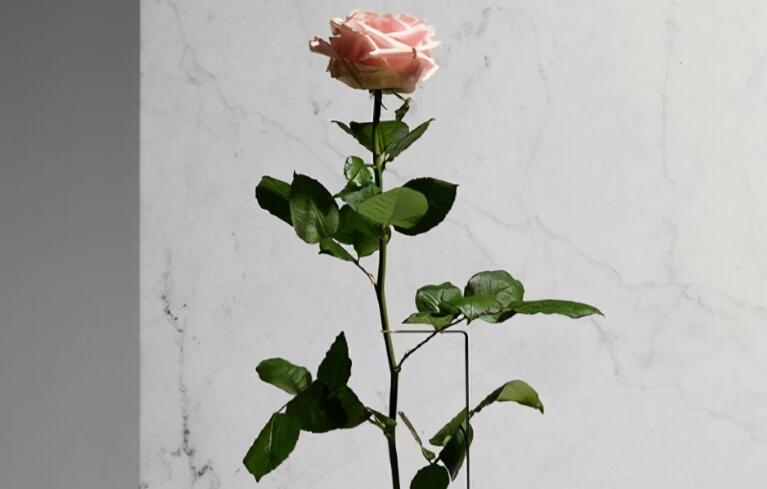 做人的优美句子文案