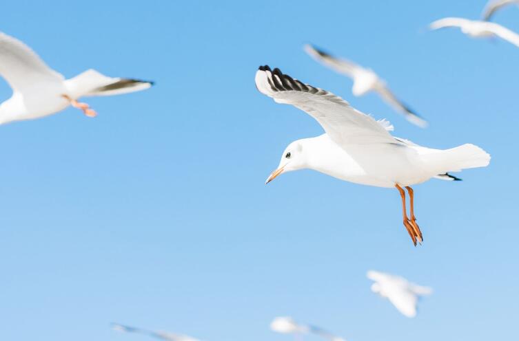 世界上最经典的短句