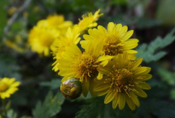 十二月花开的特点名句文案