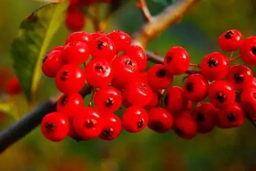 关于果实满枝头的诗句文案