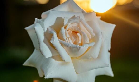 感悟生活的十字短句