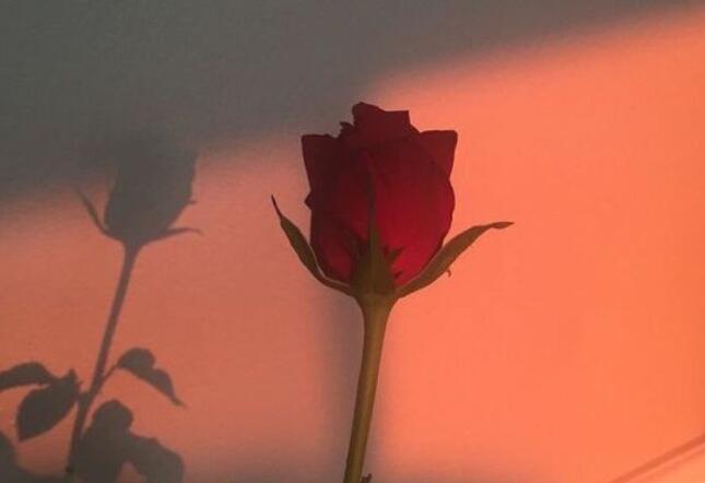 玫瑰的经典语录文案