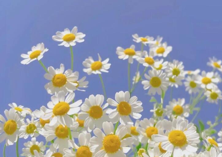 问候早安的友谊简短句子文案