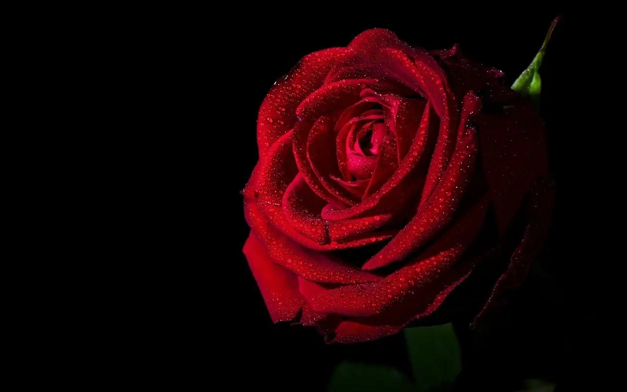 玫瑰花表达爱情的语句文案