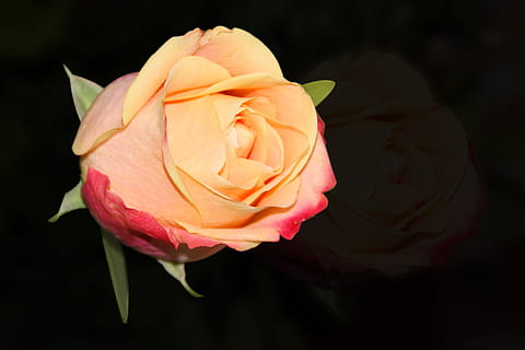 我又想你了的说说文案思念