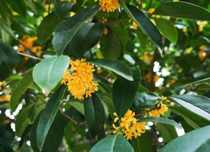 描写桂花的优美句子文案20