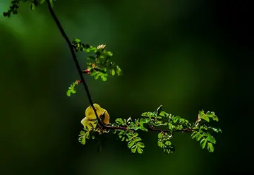 有关立夏的谚语和诗句文案