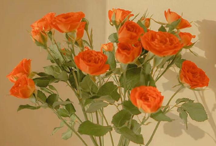 人生一辈子很短暂说说文案