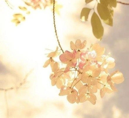 幸福的经典语录文案