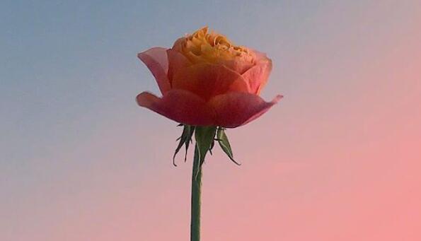 心灵鸡汤情感句子文案