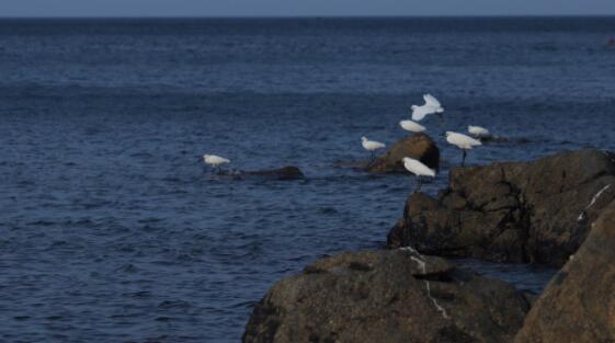 寺山修司句子文案迷