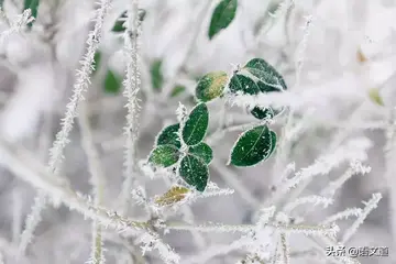用在作文开头的惊艳的句子文案