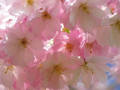 浪漫樱花的唯美句子文案