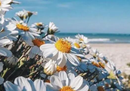 感情失意的诗句文案