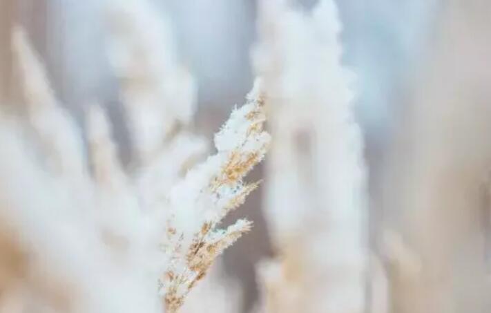 形容霜的诗句文案