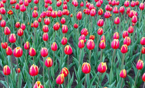 有春字的诗句文案