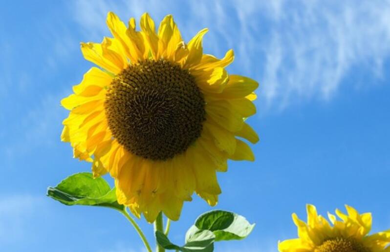 早上祝福经典短句