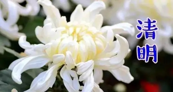 清明节缅怀先人的短句