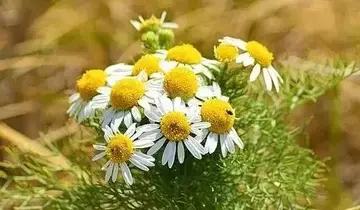 清明节想念天堂妈妈伤感说说文案