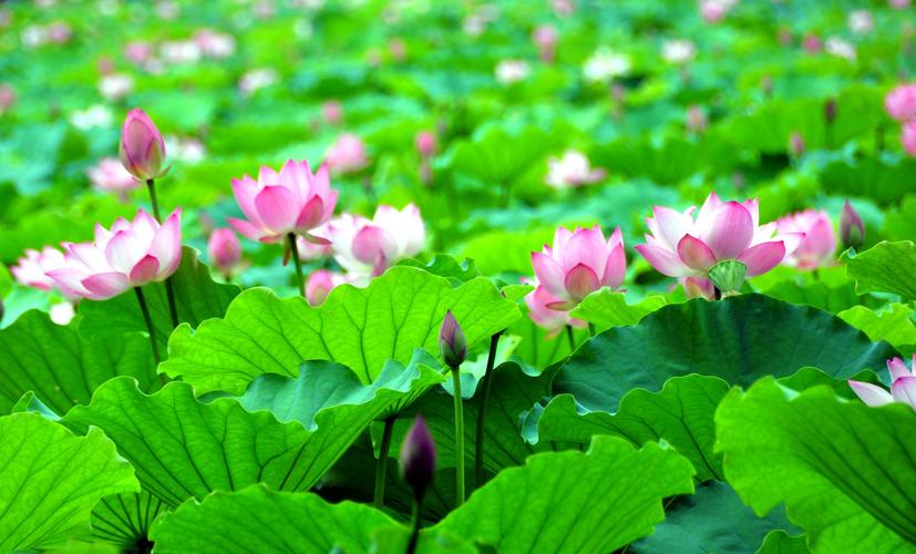 描写夏天的季节特点