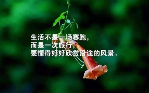 生活感悟经典句子文案