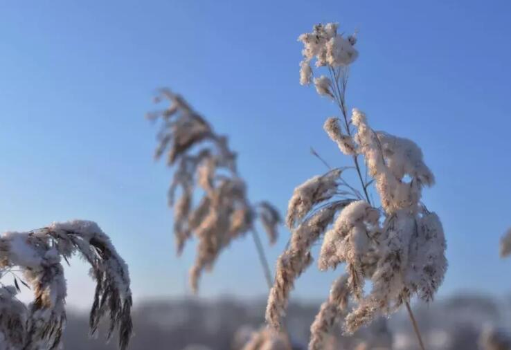 描写霜的句子文案简短
