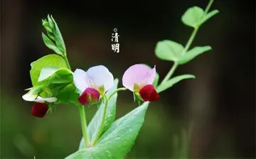 清明节思念妈妈的句子文案